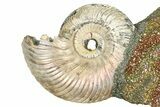 Iridescent Pyritized Ammonite (Quenstedticeras) Fossil Display #368828-1